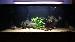 396 gallon Monsterfish tank feeding  SB RTC Lates stingray knifefish Gar [upl. by Herwick]