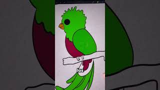 Día 8 como dibujar el Quetzal Ave nacional de Guatemala🇬🇹 Guatemala Quetzal avenacional art [upl. by Adlesirc]