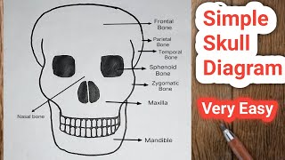 How to Draw a Simple Skull Step by Step  How to Draw Human Skull [upl. by Nnylyma]