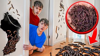 We Found WORMS In Our House [upl. by Addam]