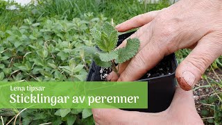 Föröka perenner med sticklingar [upl. by Mulry]