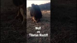 Wolf vs Tibetan Mastiff [upl. by Vaenfila]