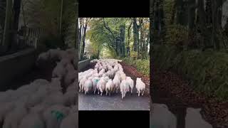 🐾🐑 Smart Border Collie Saves the Day Herding Sheep with Speed and Skill 🌟🚀 [upl. by Nirrat693]