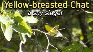 Yellowbreasted Chat  a shy singer [upl. by Rattan]