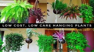 Long LastingLow Care Hanging Plants  Home garden  Indoor PlantsMalayalam [upl. by Wenda]