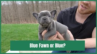 What is the Difference Between a French Bulldogs Blue Fawn and Blue Coat Color [upl. by Sells]