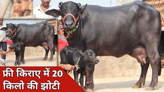 फ्री किराये में 20 किलो दूध की झोटी बिक्री के लिए उपलब्ध  Sangwan Dairy Farm 8930569901 [upl. by Eselahs]