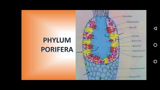 Phylum Porifera Sponges [upl. by Cash]