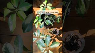 Schefflera Propagation in easy way🌱 grow by cutting propagation gardening care schefflera [upl. by Esiahc593]