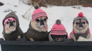 Cutest Pugs Snow Sledding Party [upl. by Tnerb]