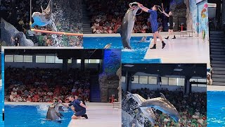 Dubai Famous Dolfin Show [upl. by Llemij]