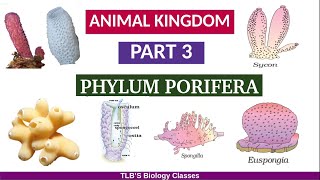 Animal KingdomPart 3Phylum PoriferaClass 11ZoologyKerala Higher SecondaryTLBS Biology Classes [upl. by Ronni909]