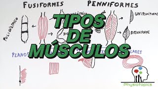 Tipos de Músculos Esqueléticos [upl. by Adniral]