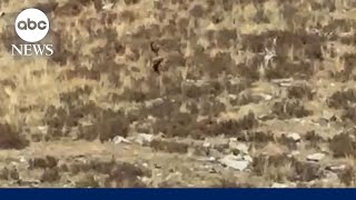 ‘Bigfoot’ sighting in Colorado  WNN [upl. by Herrera]