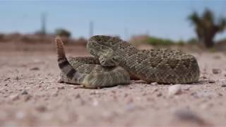 Mojave Rattlesnake  Crotalus scutulatus [upl. by Mercy]