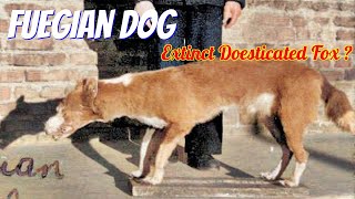 Fuegian dog  Extinct Domesticated Fox [upl. by Sup]