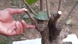 Bougainvillea  Prunning [upl. by Aelat]