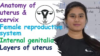 Anatomy of Uterus  Internal Genitalia  Blood supply  Functions  Layers [upl. by Odlavu]