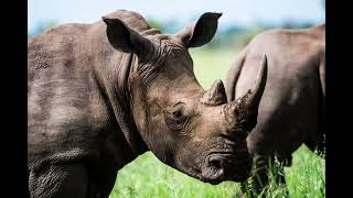 Rhino Sound Rhino Voice  Animal Sounds [upl. by Ayram]