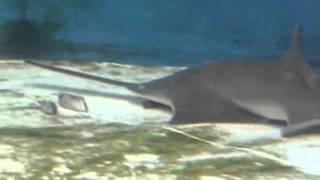 How the sawfish uses its saw [upl. by Coray]