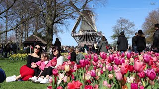 Keukenhof 2022  Keukenhof Garden is bursting with color as the Tulips enter their full bloom  4K [upl. by Airdnaid]