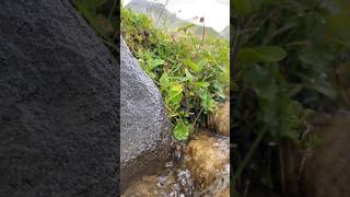 Su su water doğa susesi karadeniz yayla nature shortvideo keşfet [upl. by Almallah588]