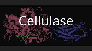 Cellulase [upl. by Esined806]