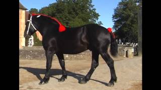 National percheron 2012 [upl. by Dinnage]