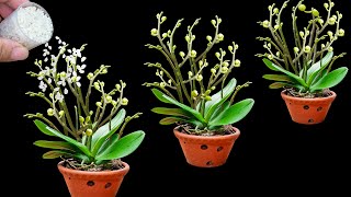 Magical trick to help orchids grow 100 branches and bloom all year round [upl. by Noxid]