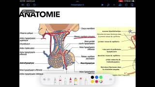 UE4 Physiologie Endocrinienne 2  LAxe Hypothalamo Hypophysaire Par TAGZOUT MAISSENE [upl. by Jelena]