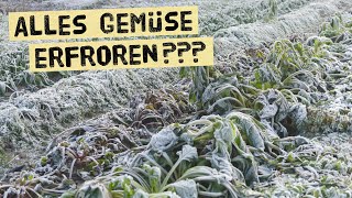 Ist dieses Gemüse erfroren oder erholt es sich wieder Gemüsegarten bei Frost und Eis im Winter [upl. by Namyac110]