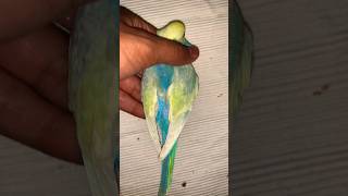 Patha CLEARWING budgies rainbow [upl. by Whitby]