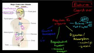 Introduction to the Endocrine System [upl. by Naujid]