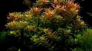 Rotala rotundifolia  aquatic plants guide [upl. by Kenimod28]