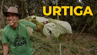 URTIGA A PLANTA MILAGROSA CONTRA ARTRITE DIABETES RINITES E DORES MUSCULARES  Sítio Panc [upl. by Nadda]