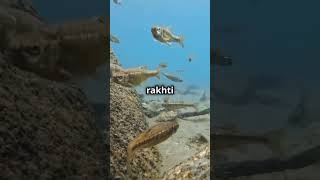 Facts about electric fish 😧shorts facts top10factsthatblowyourmind [upl. by Joaquin]