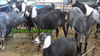 GRANJA DE BORREGOS RAZAS Dorper Katahdin Pelibuey cabras lecheras para hacer queso [upl. by Alanah]