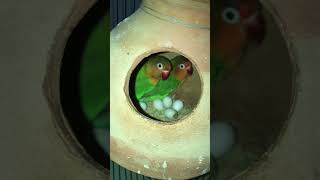 Lovebird Breeding Progress A Journey of Love and New Life [upl. by Nahsor]