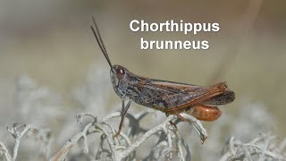 Chorthippus brunneus  Brauner Grashüpfer  Field Grasshopper [upl. by Lotson]