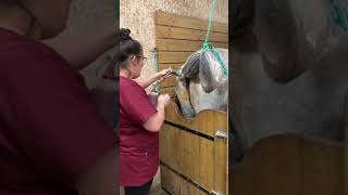 Vidéo dinsémination de cheval comment rendre enceinte un cheval [upl. by Eelymmij204]