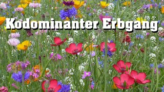 Kodominanter Erbgang schnell erklärt [upl. by Winifred828]