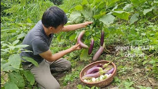 The life of eggplant from planting to harvest Survival Instinct Wilderness Alone  ep173 [upl. by Assilem]