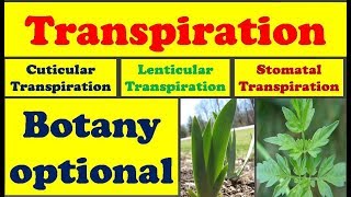 Transpiration in Plants II Types of Transpiration II Advantages and Disadvantages II Botany optional [upl. by Gascony]