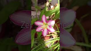 zephyranthes [upl. by Dru]