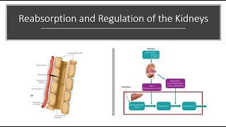 Reabsorption and Regulation of Kidney Function [upl. by Avert]