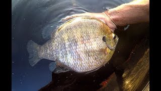 Fishing for TWO POUND PLUS BLUEGILLS [upl. by Gilba]