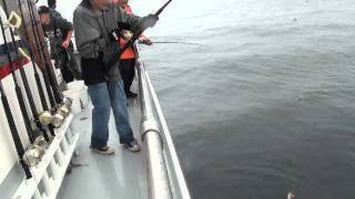 Silver Salmon Coho and Halibut Fishing in Seward Alaska  Saltwater Safari Company Charter [upl. by Sucramraj]