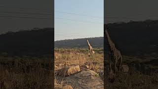 Africa at its very Best  Lion and Cheetah🐆 Park HARARE ZIMBABWE [upl. by Dijam]