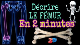 Anatomie descriptive du fémur en 2 minutes décrire le fémur en 3D [upl. by Eseret]