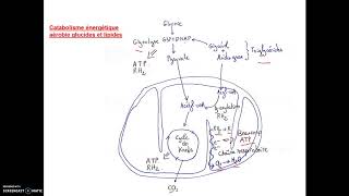 Début BCPST Catabolisme des glucides et lipides [upl. by Shaffer]